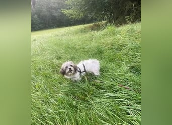 Elika hat ein freundliches Wesen und ist stets gut gelaunt (07955 Auma-Weidatal)