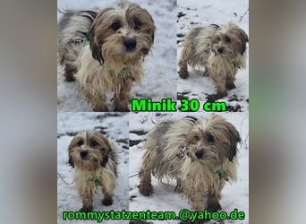 Miniks Leben war oft hart