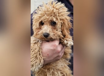 Joella hat ein fröhlichen Wesen