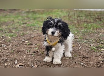 Abby möchte die Welt erobern