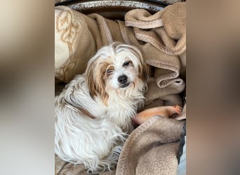 freundliche agile NINET