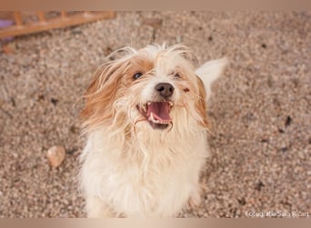 freundliche agile NINET