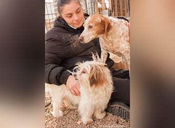 freundliche agile NINET