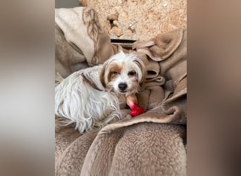 freundliche agile NINET