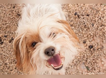 freundliche agile NINET