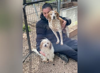 freundliche agile NINET