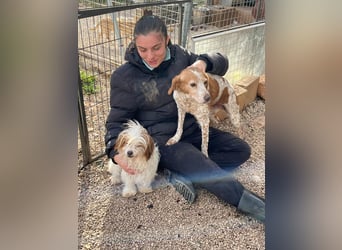 freundliche agile NINET