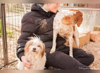 freundliche agile NINET