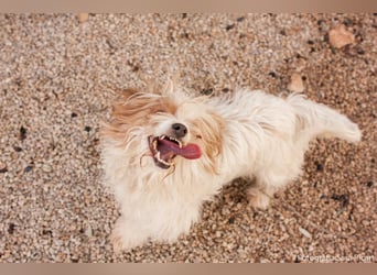 freundliche agile NINET