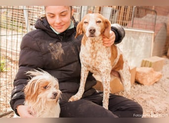 freundliche agile NINET