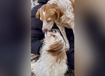 freundliche agile NINET