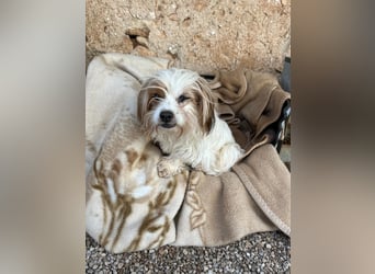 freundliche agile NINET