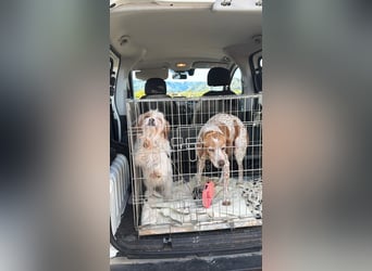 freundliche agile NINET