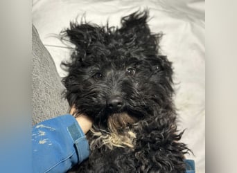 Chipsy ein kleiner wuscheliger Engelchen