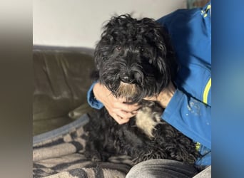 Chipsy ein kleiner wuscheliger Engelchen