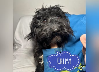 Chipsy ein kleiner wuscheliger Engelchen