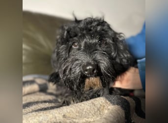 Chipsy ein kleiner wuscheliger Engelchen