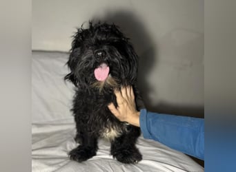 Chipsy ein kleiner wuscheliger Engelchen