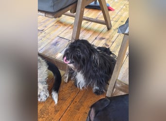 Didi – Mini-Havaneser-Mix (Rüde) sucht Zuhause 