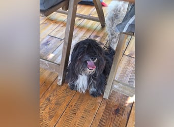 Didi – Mini-Havaneser-Mix (Rüde) sucht Zuhause 