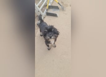 Didi – Mini-Havaneser-Mix (Rüde) sucht Zuhause 