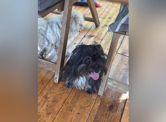 Didi – Mini-Havaneser-Mix (Rüde) sucht Zuhause 