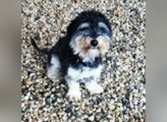 Bela, Havanesermix, geb. 2024, freundlich und anhänglich