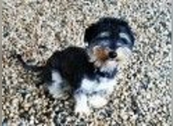 Bela, Havanesermix, geb. 2024, freundlich und anhänglich