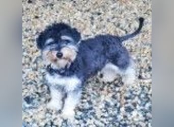 Bela, Havanesermix, geb. 2024, freundlich und anhänglich