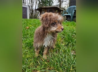 Moka, ein zarter kleiner Hundebub