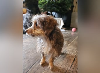 Moka, ein zarter kleiner Hundebub