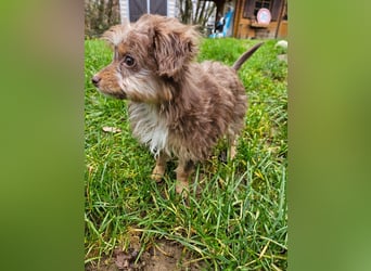 Moka, ein zarter kleiner Hundebub