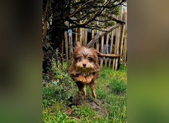 Moka, ein zarter kleiner Hundebub