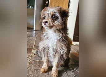 Moka, ein zarter kleiner Hundebub