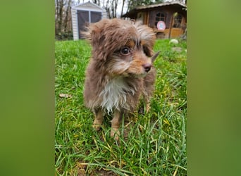 Moka, ein zarter kleiner Hundebub