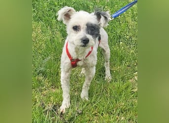 Bichon Havaneser Andrei 25cm geb. 03/2021 ist sehr lustig und anhänglich