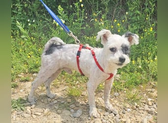 Bichon Havaneser Andrei 25cm geb. 03/2021 ist sehr lustig und anhänglich
