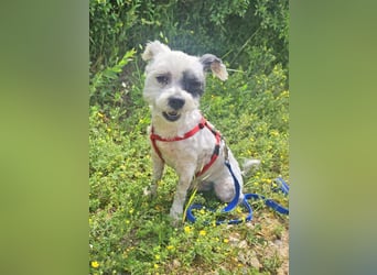 Bichon Havaneser Andrei 25cm geb. 03/2021 ist sehr lustig und anhänglich