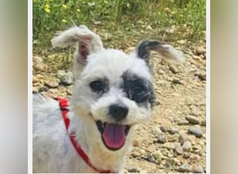 Bichon Havaneser Andrei 25cm geb. 03/2021 ist sehr lustig und anhänglich