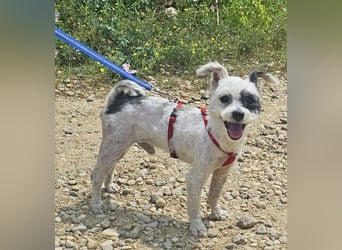 Bichon Havaneser Andrei 25cm geb. 03/2021 ist sehr lustig und anhänglich