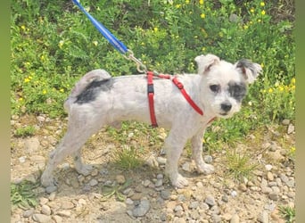 Bichon Havaneser Andrei 25cm geb. 03/2021 ist sehr lustig und anhänglich