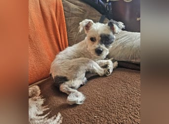 Bichon Havaneser Andrei 25cm geb. 03/2021 ist sehr lustig und anhänglich