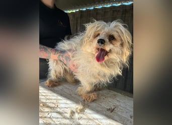 Luna3 PP – liebe Havaneserhündin sucht ruhiges Zuhause 