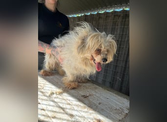 Luna3 PP – liebe Havaneserhündin sucht ruhiges Zuhause 