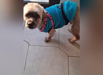 Hund Rüde Havaneser-Mischling Tierschutz Bundesweite Vermittlung