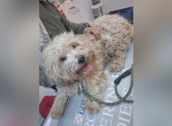 Hund Rüde Tierschutz Familienhund Bundesweite Vermittlung