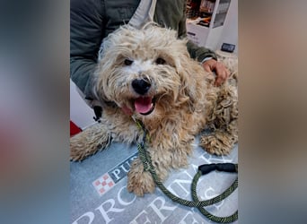 Hund Rüde Tierschutz Familienhund Bundesweite Vermittlung