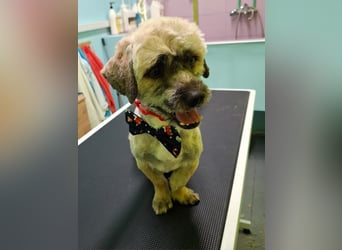 Hund Rüde Havaneser-Mischling Tierschutz Bundesweite Vermittlung