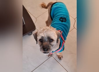 Hund Rüde Havaneser-Mischling Tierschutz Bundesweite Vermittlung