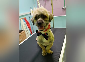 Hund Rüde Havaneser-Mischling Tierschutz Bundesweite Vermittlung